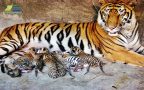 tiger zoo สวนเสือศรีราชา