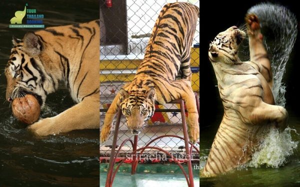 tiger zoo สวนเสือศรีราชา การแสดงเสือ