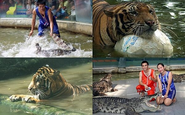 tiger zoo สวนเสือศรีราชา การแสดงจรเข้