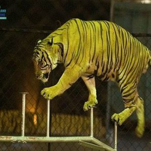 การแสดงโชว์เสือ ณ สวนเสือศรีราชา