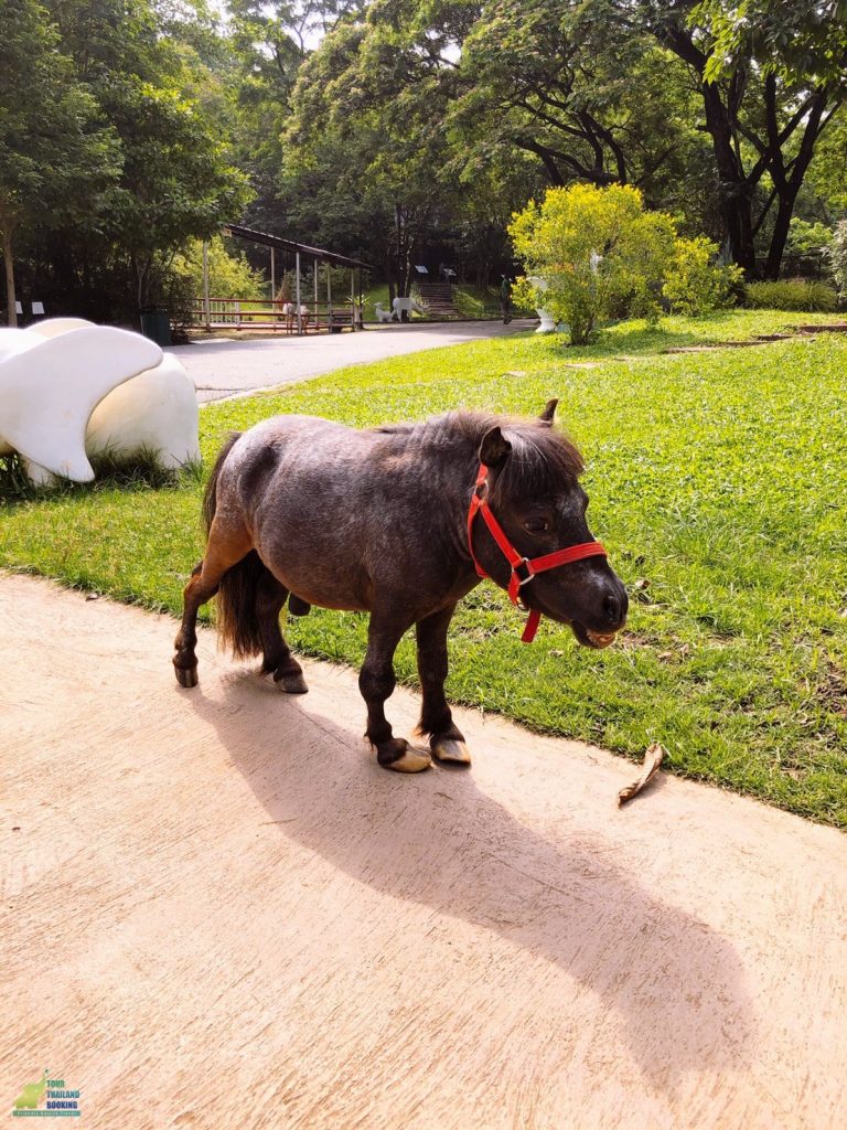 ม้าแคะ exotic park khao yai
